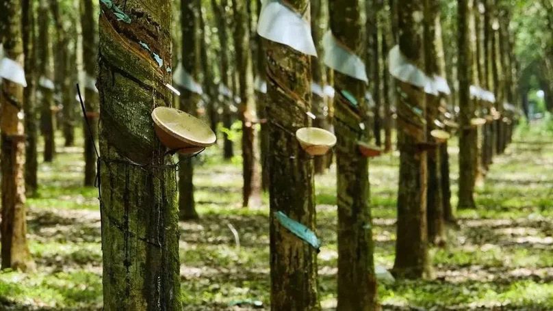 Tapping cups along a plantation row