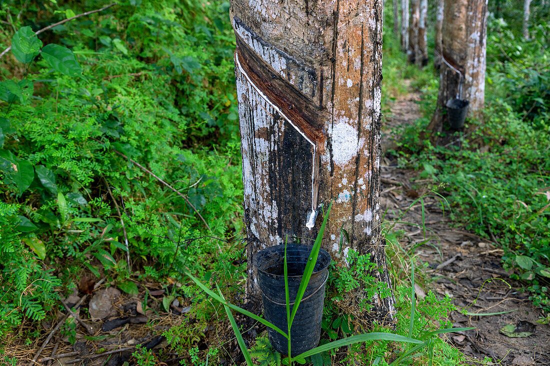Rubber tree with a fresh tapping cut and latex flowing into a collection cup